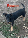 Rowan