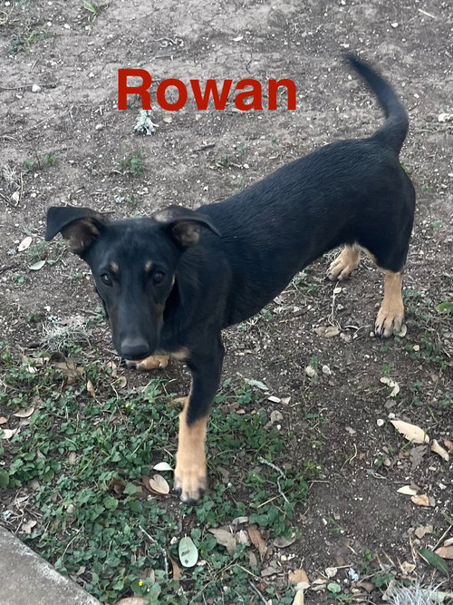 Rowan