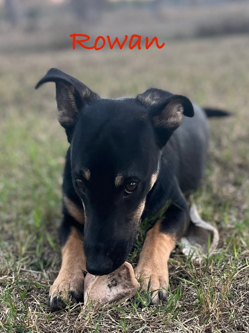 Rowan