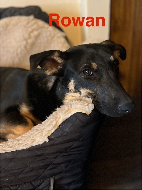 Rowan