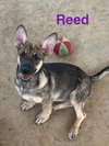 Reed