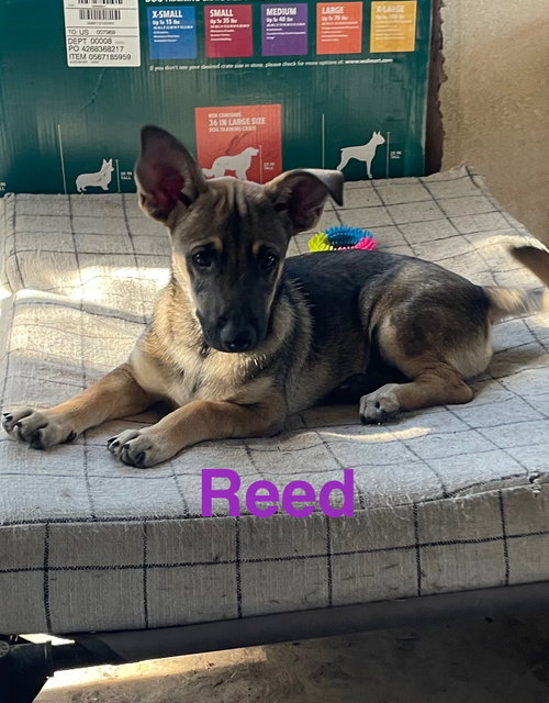 Reed