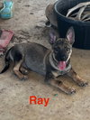 Ray