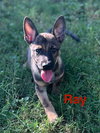 Ray