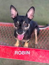 Robin