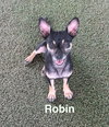 Robin