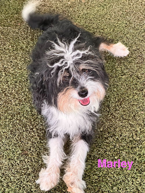 Marley
