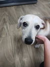 Poppy