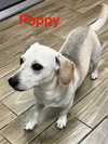 Poppy