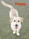 Poppy