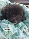 Jasper