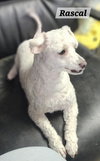Rascal