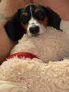 Bailey D