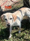Indi