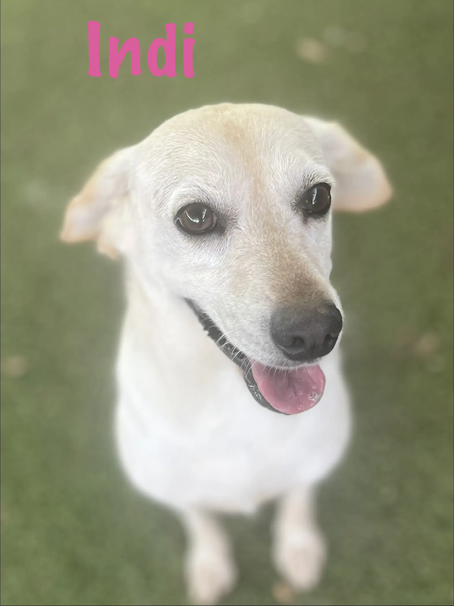 Indi - Lab