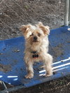 Gizmo