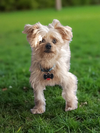 Gizmo