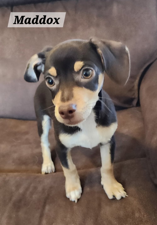 Maddox