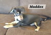 Maddox