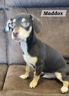 Maddox