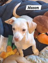 Mason