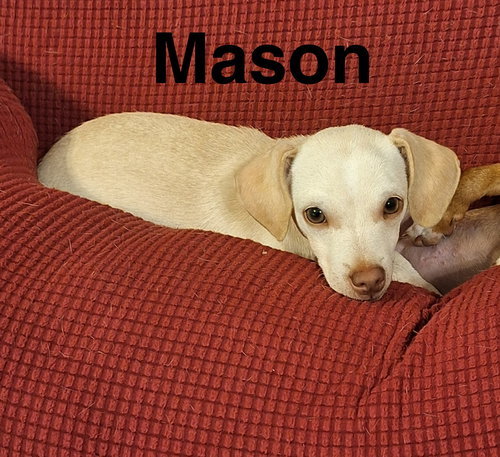 Mason