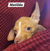 Matilda
