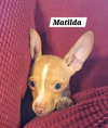 Matilda