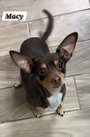 Macy