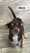 Macy