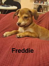 Freddie