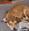 Freddie