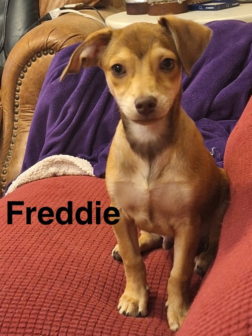 Freddie