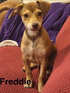 Freddie