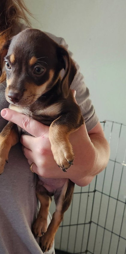 Frankie