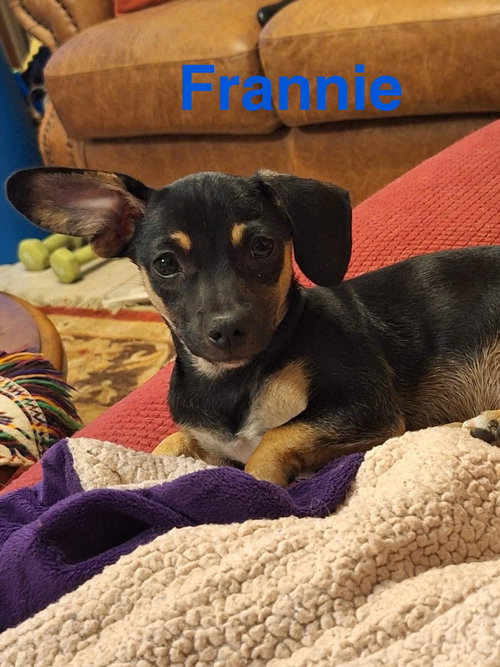 Frannie