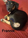 Frannie