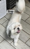 Troy