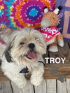 Troy
