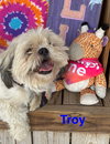 Troy