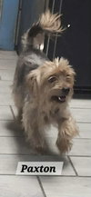 Paxton