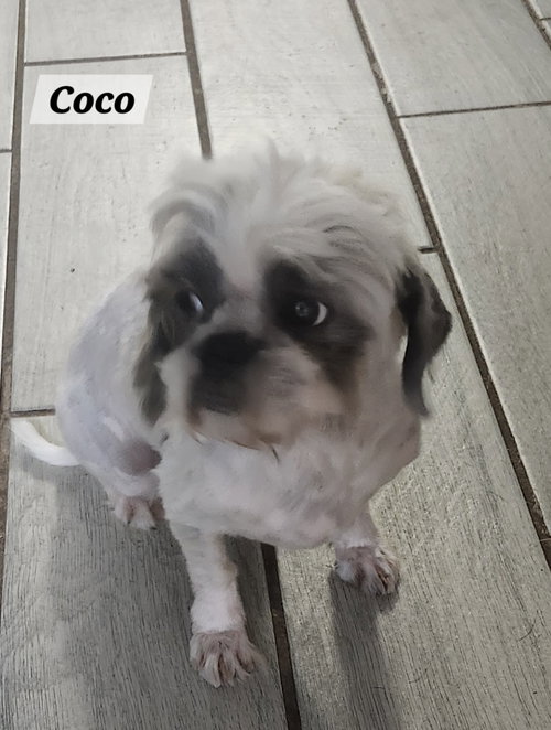 Coco