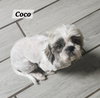 Coco
