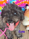 Cole