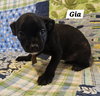Gia