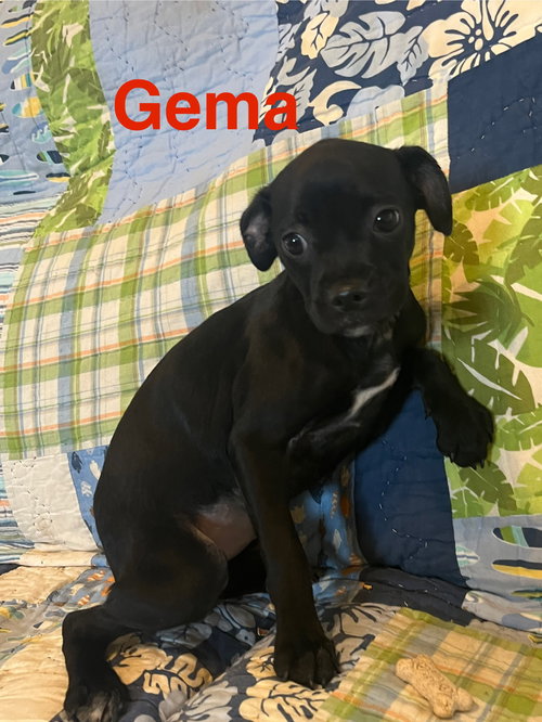 Gema
