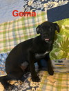 Gema