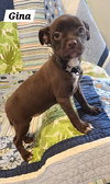 Gina