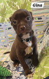 Gina