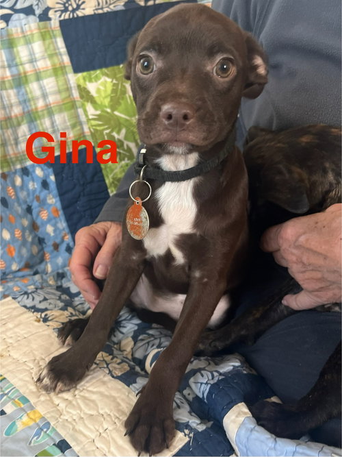 Gina